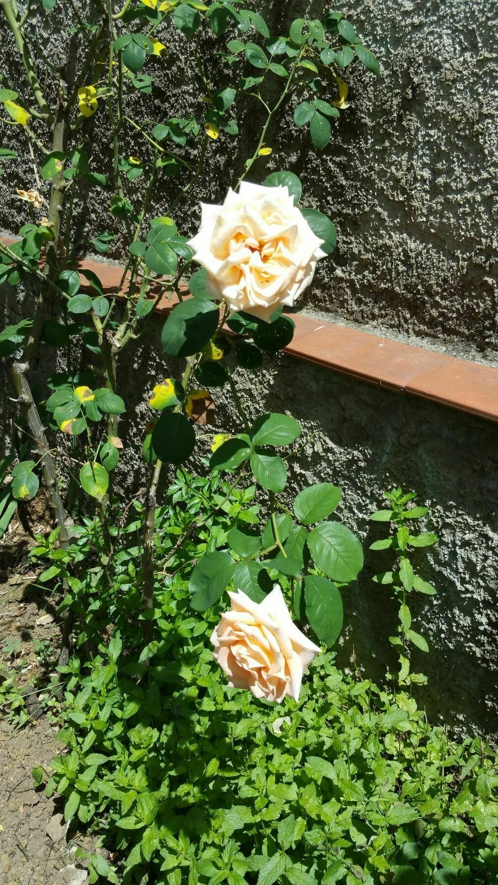 La Villa Nei Fiori Флоренция Екстериор снимка